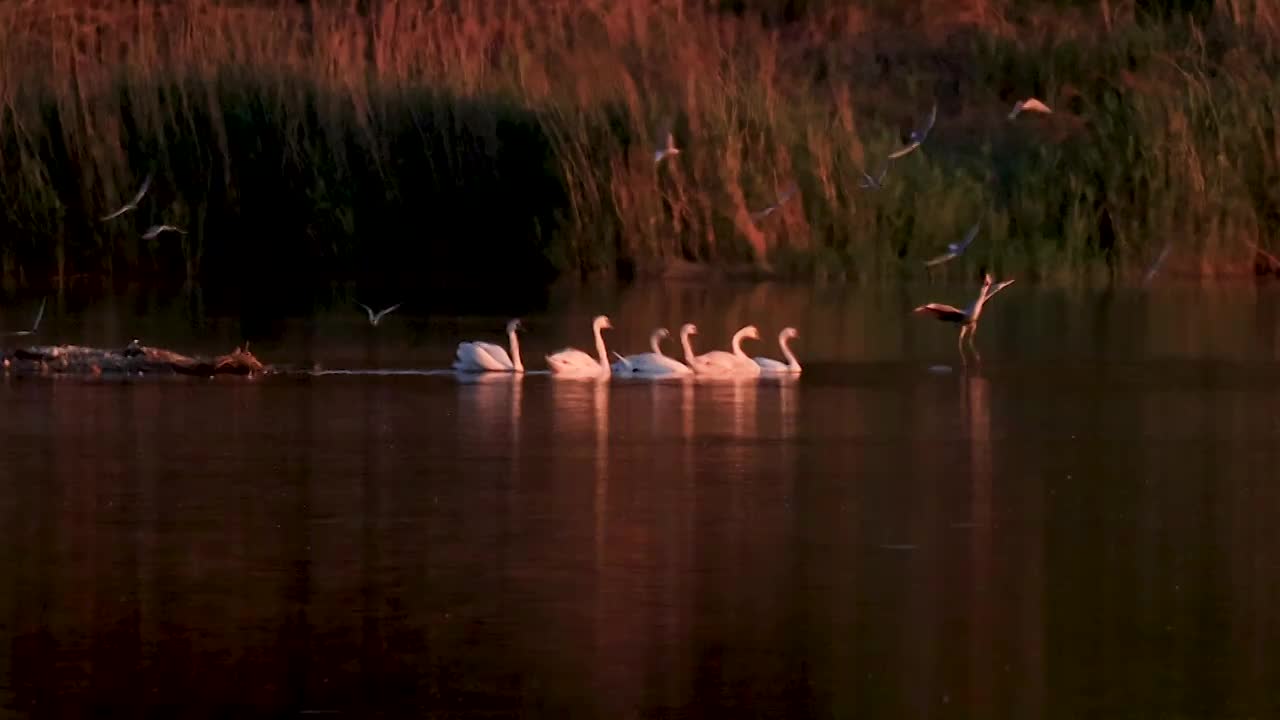 夕阳下的静美天鹅湖视频素材