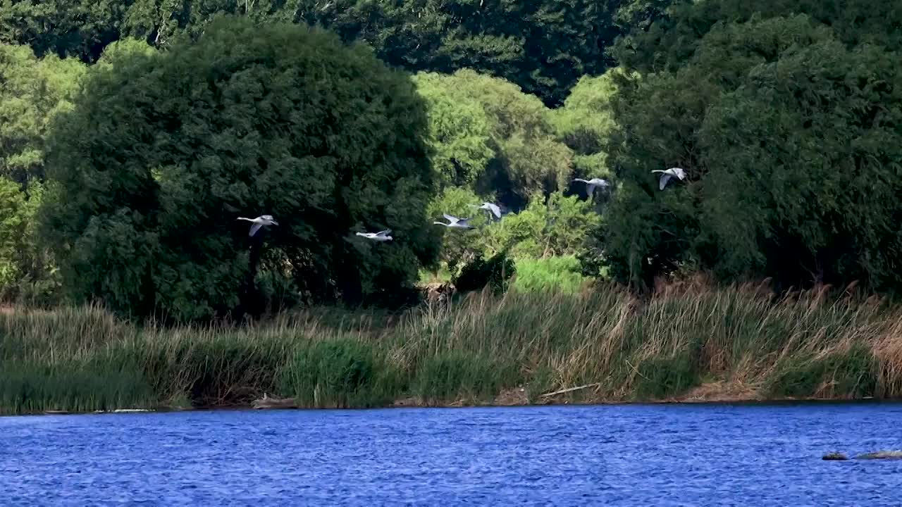 沙河水库飞舞的六只疣鼻天鹅视频素材