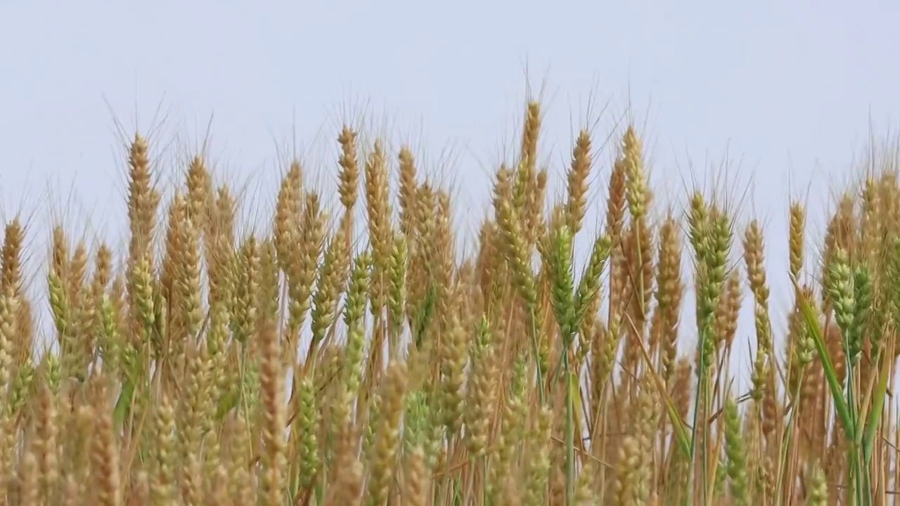 黄淮海平原成熟的小麦视频素材