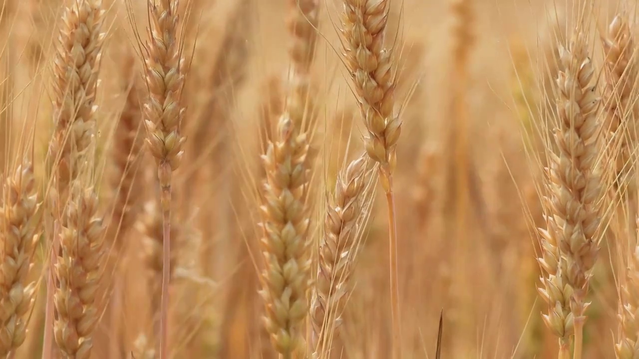 黄淮海平原成熟的小麦视频素材