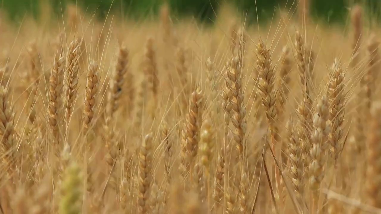 黄淮海平原成熟的小麦视频素材