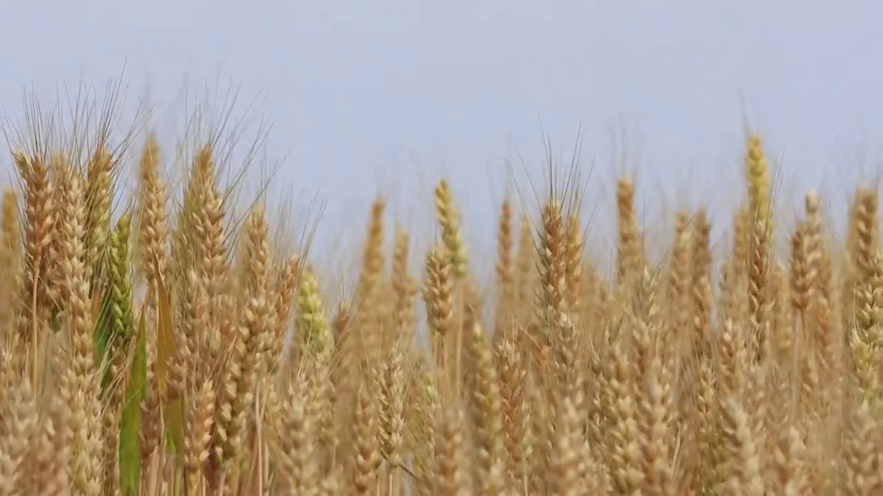 黄淮海平原成熟的小麦视频素材