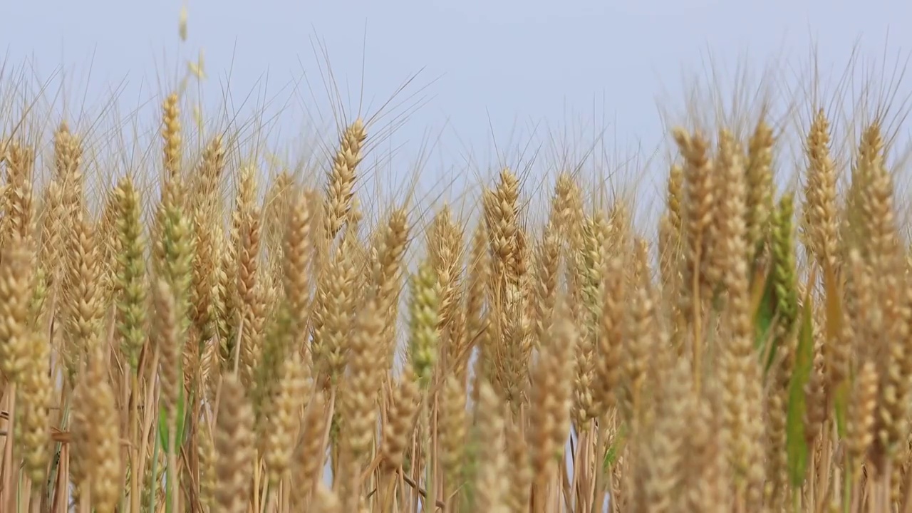 黄淮海平原成熟的小麦视频素材