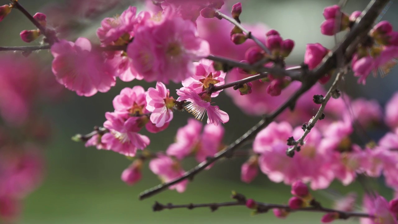 盛开的花视频素材