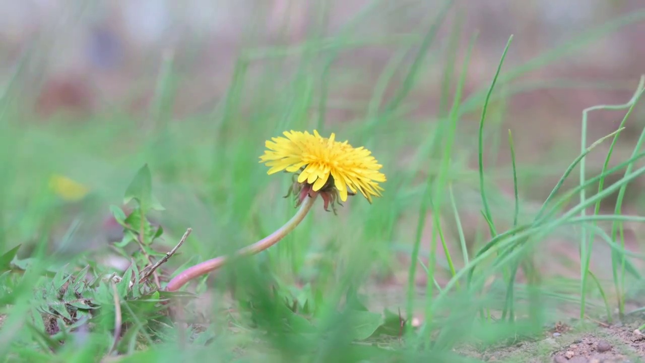 盛开的花视频素材