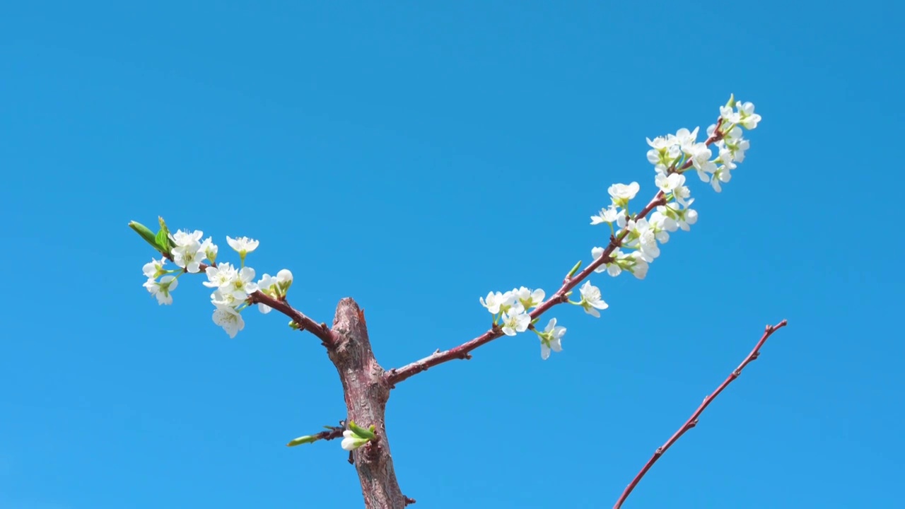 盛开的花视频素材