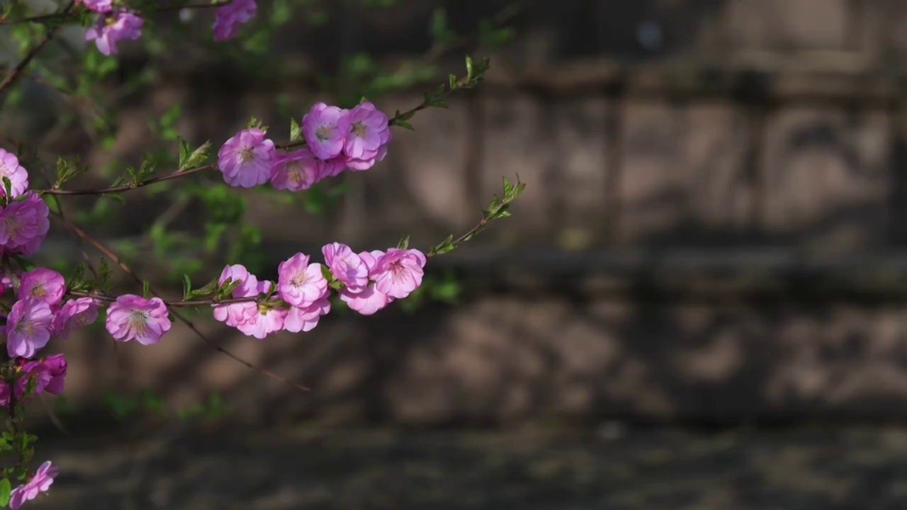 盛开的花视频素材