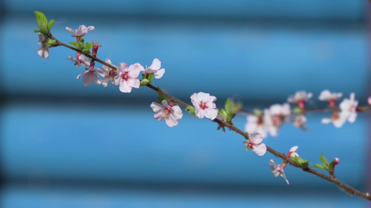 盛开的花视频素材