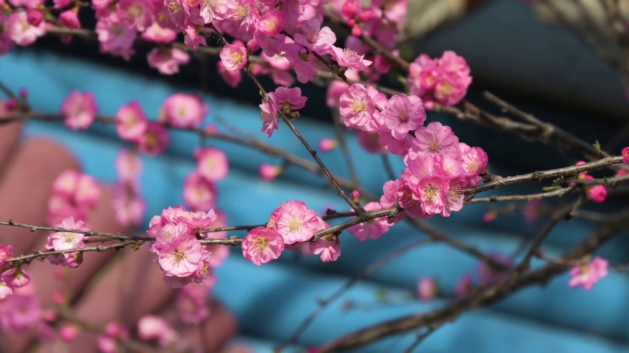 盛开的花视频素材