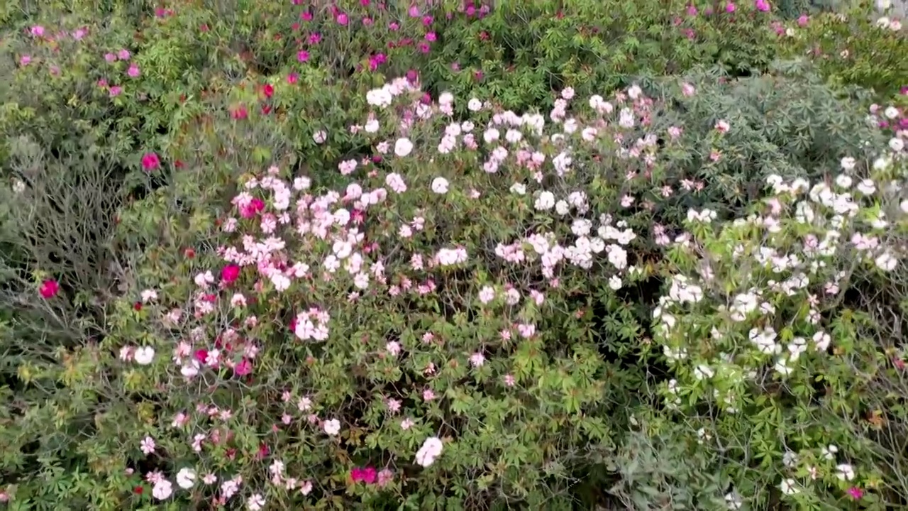 百里杜鹃花海视频素材