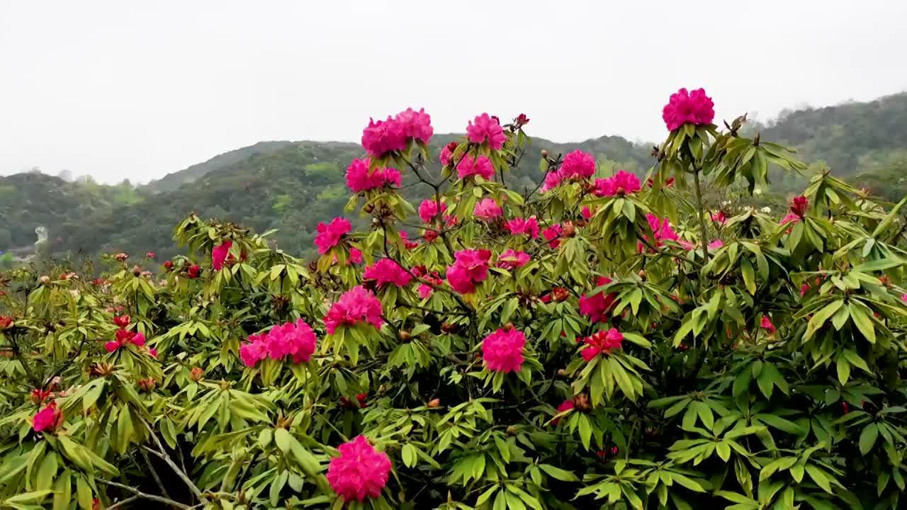 百里杜鹃花海（二）视频素材