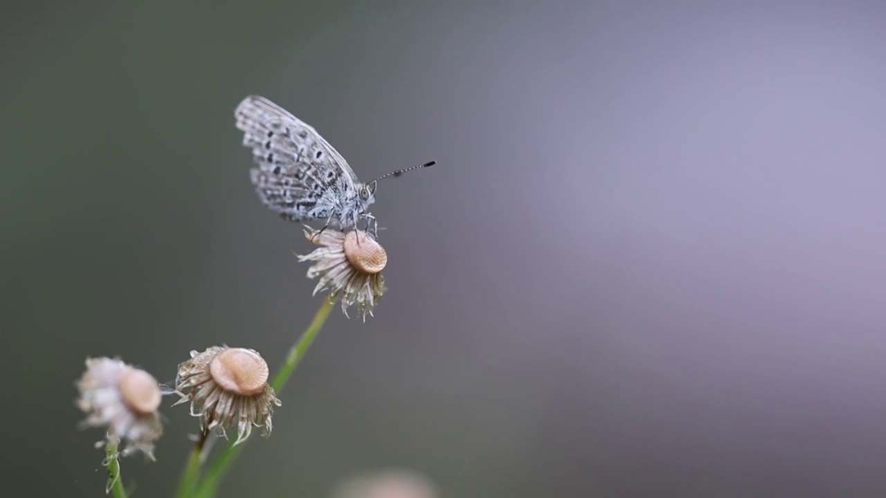 雏菊与蝴蝶视频素材