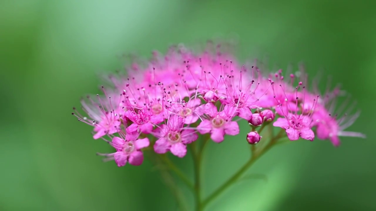 紫色小花视频素材