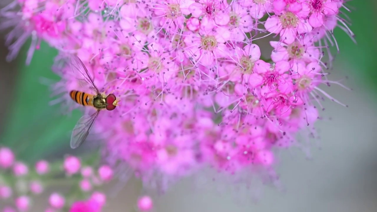 紫色小花视频素材