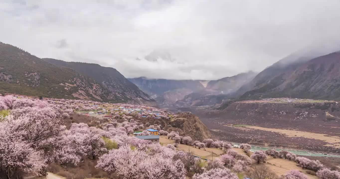 西藏林芝地区桃花风光延时摄影视频素材