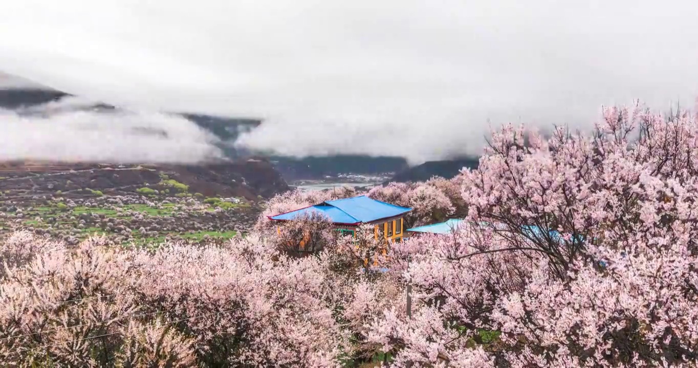 西藏林芝地区桃花风光延时摄影视频素材