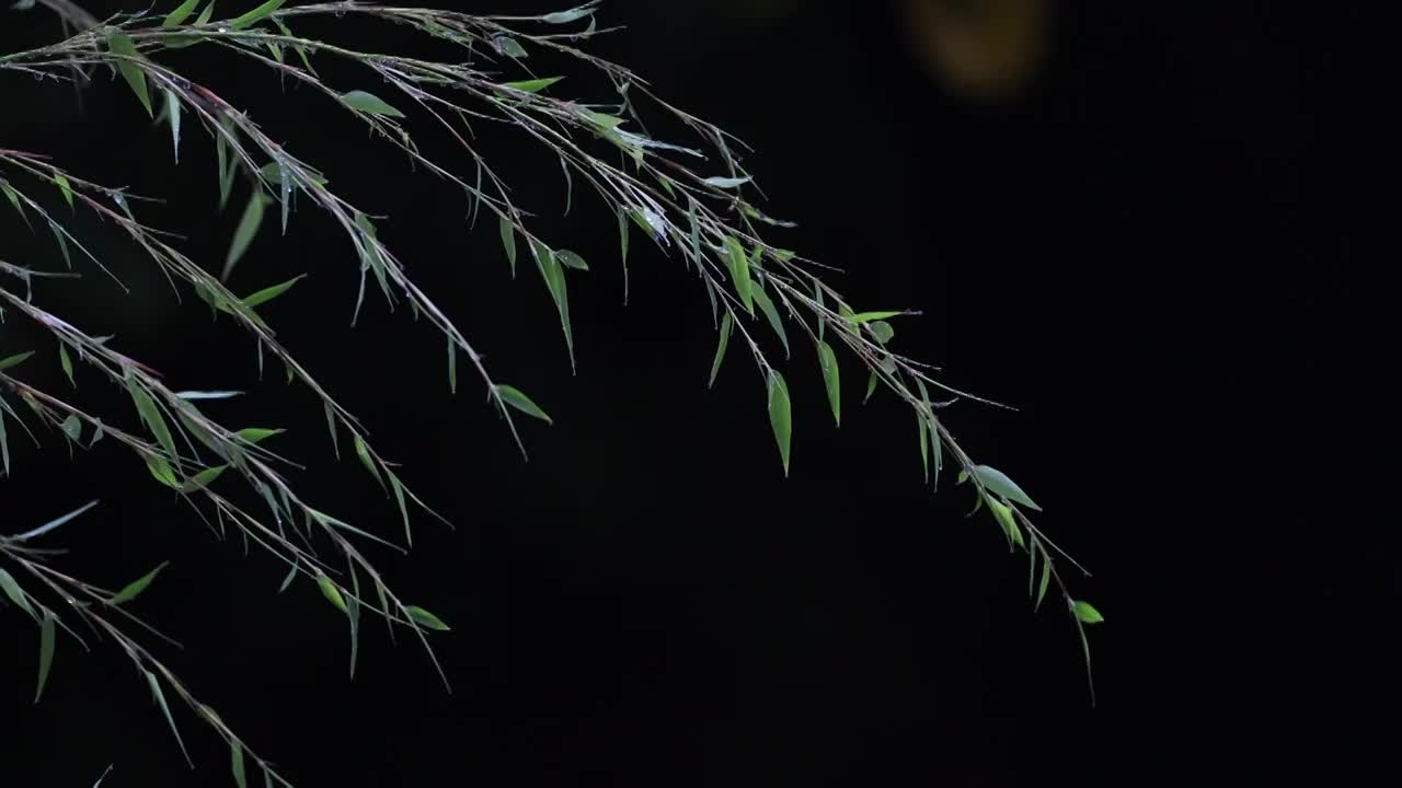 雨夜新竹视频素材