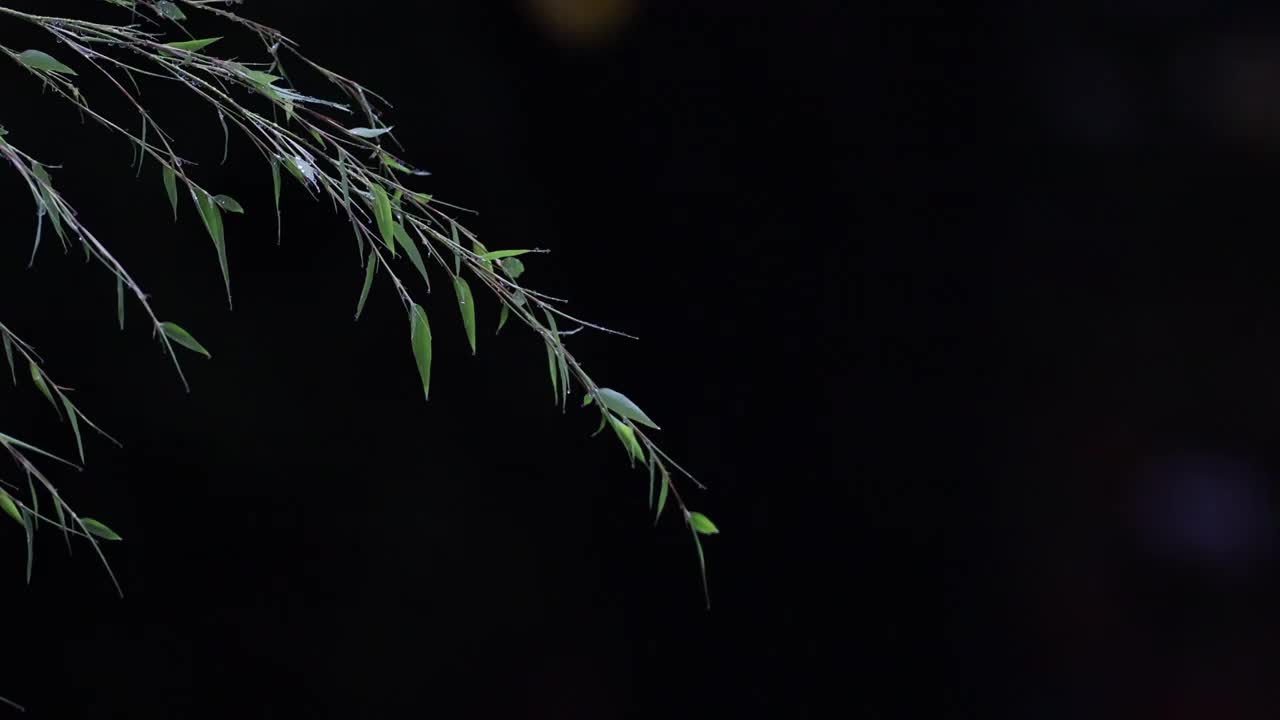 雨夜新竹视频素材