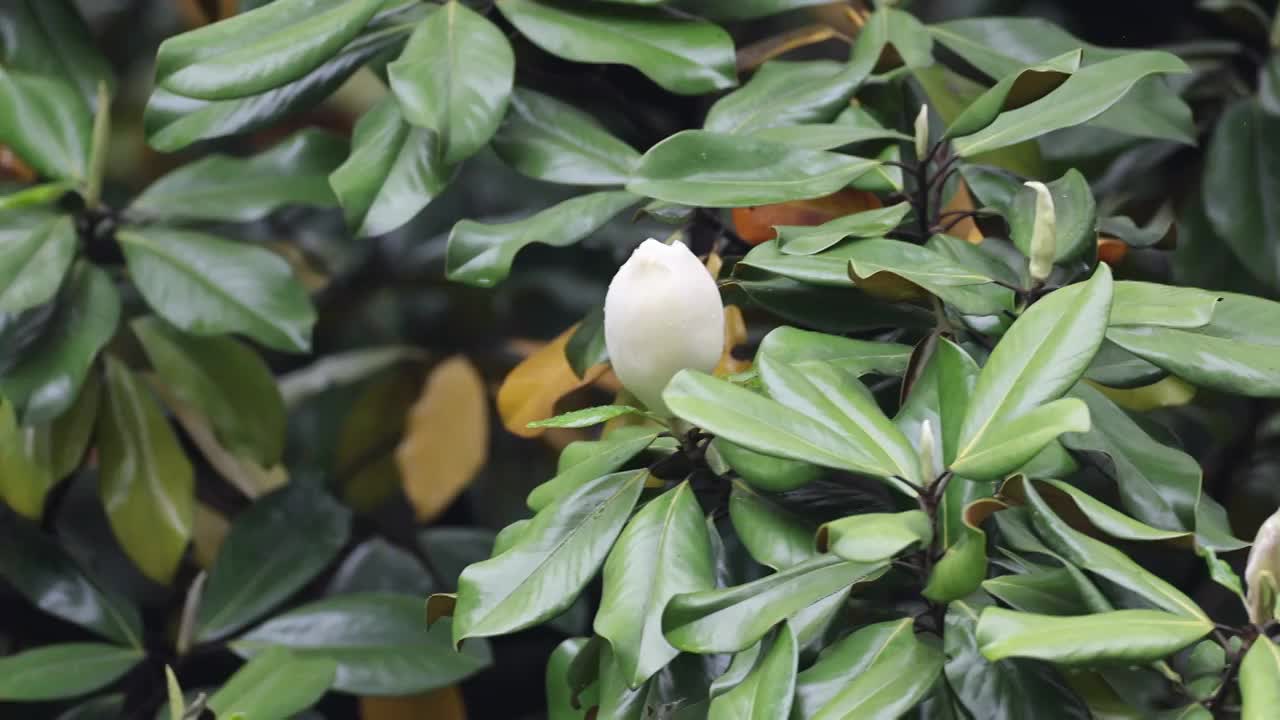 雨中广玉兰视频素材