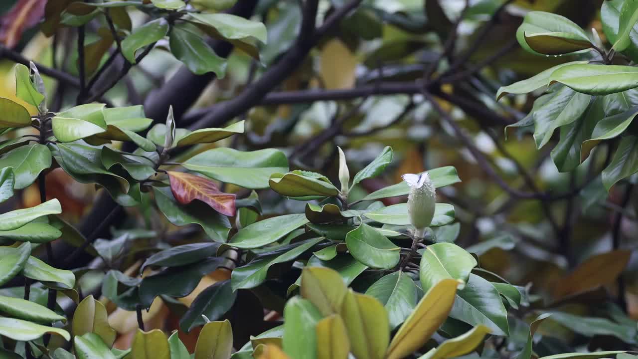 雨中广玉兰视频素材