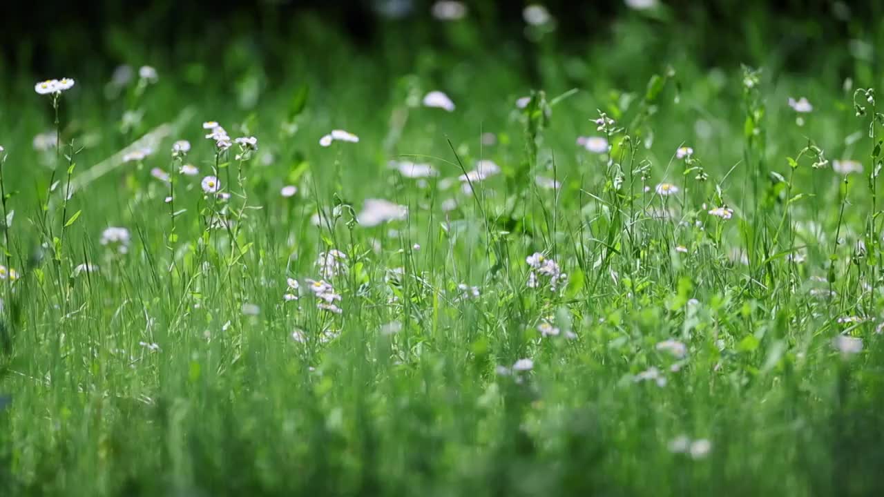 草长莺飞视频素材