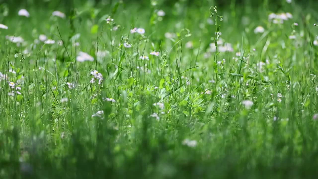 草长莺飞视频素材