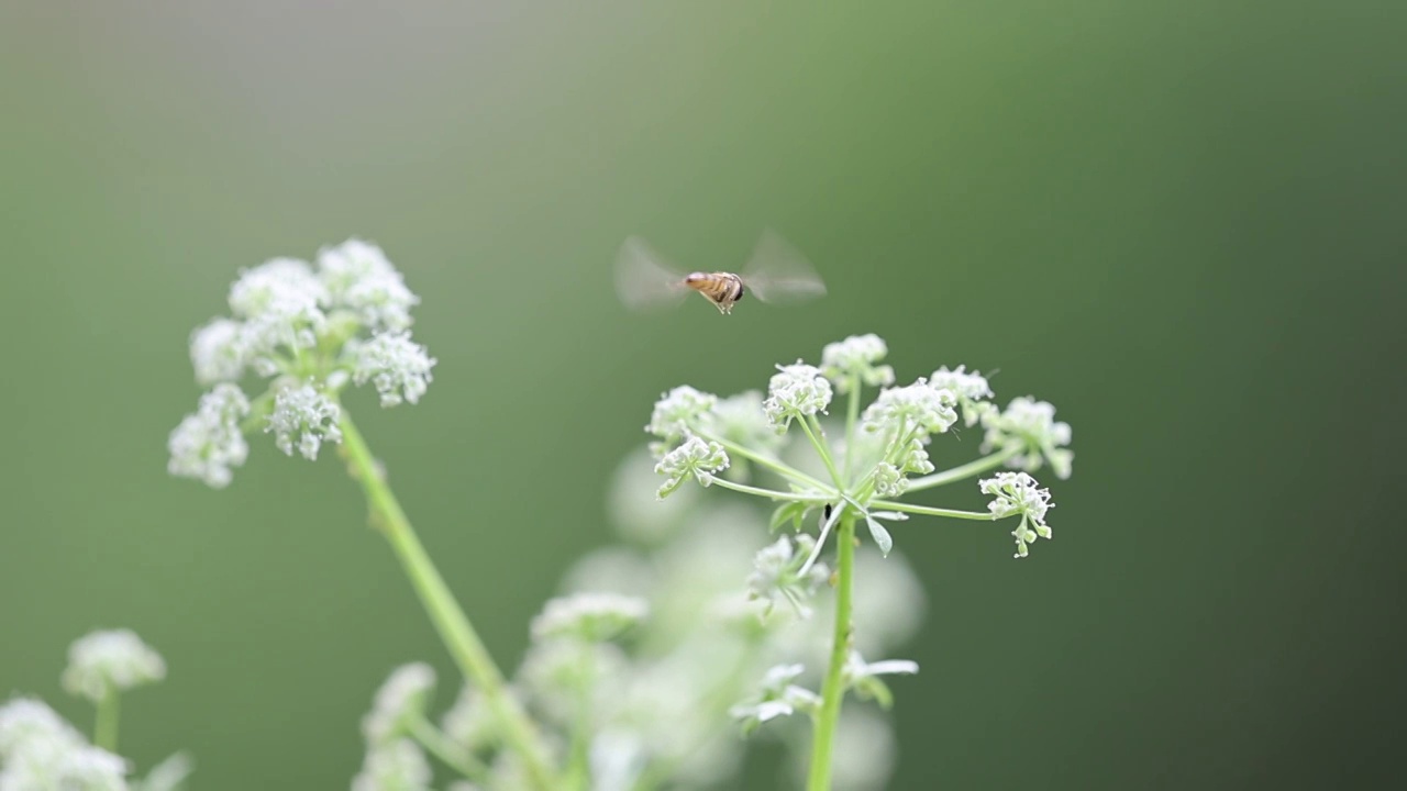 果蝇 flying视频素材