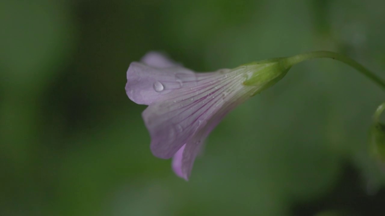 雨后视频素材