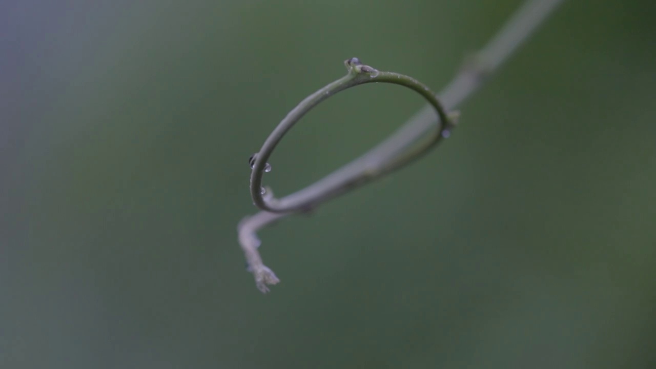 雨后视频素材