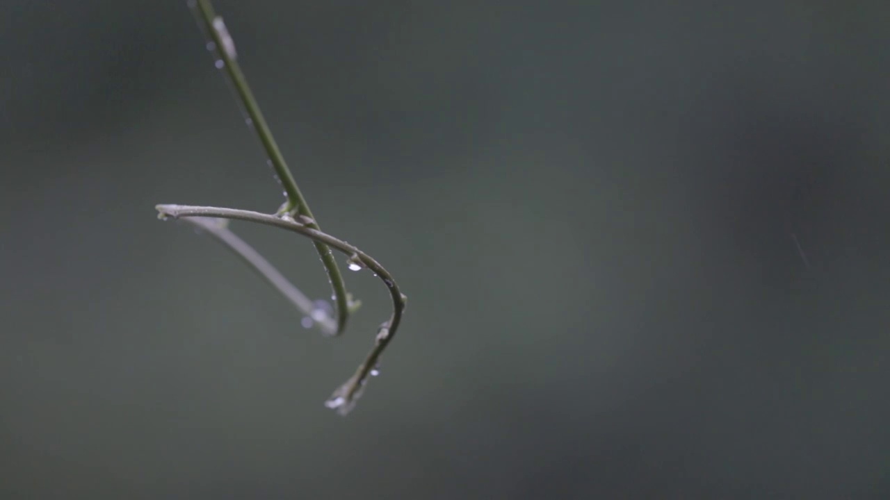 雨后视频素材