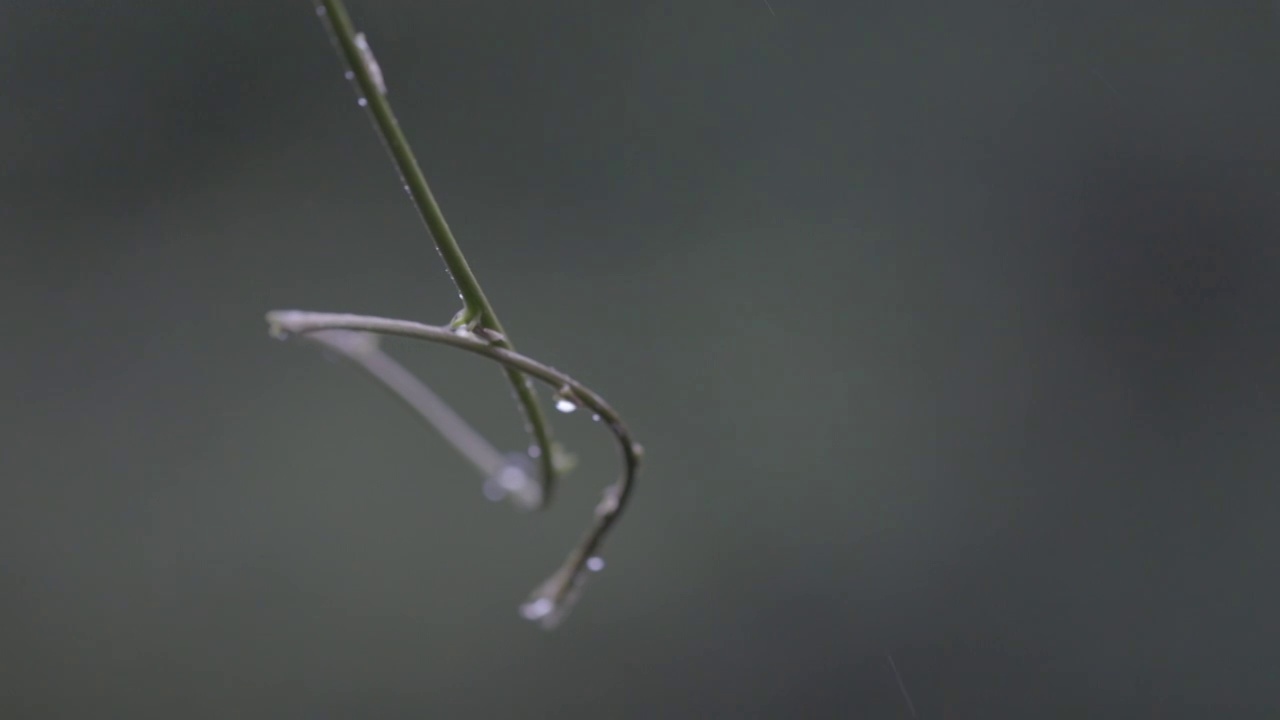 雨后视频素材