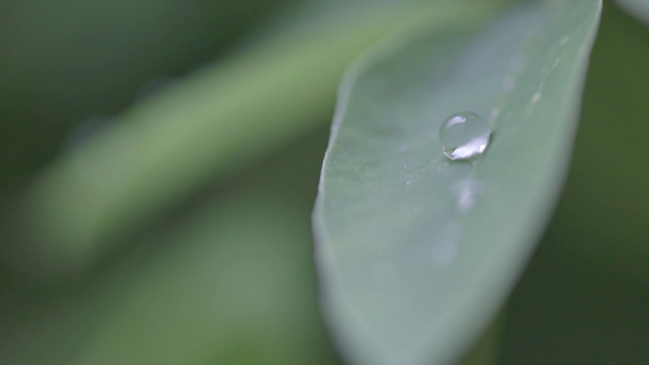 雨后视频素材