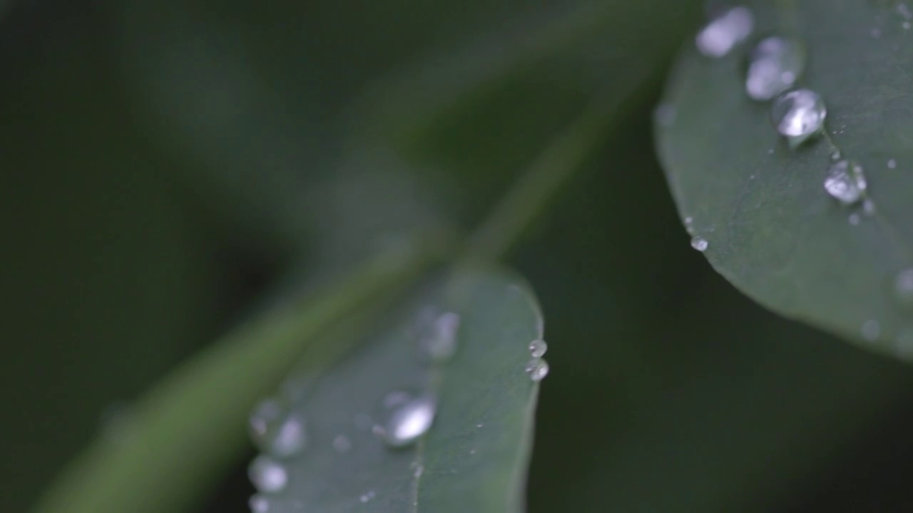 雨后视频素材