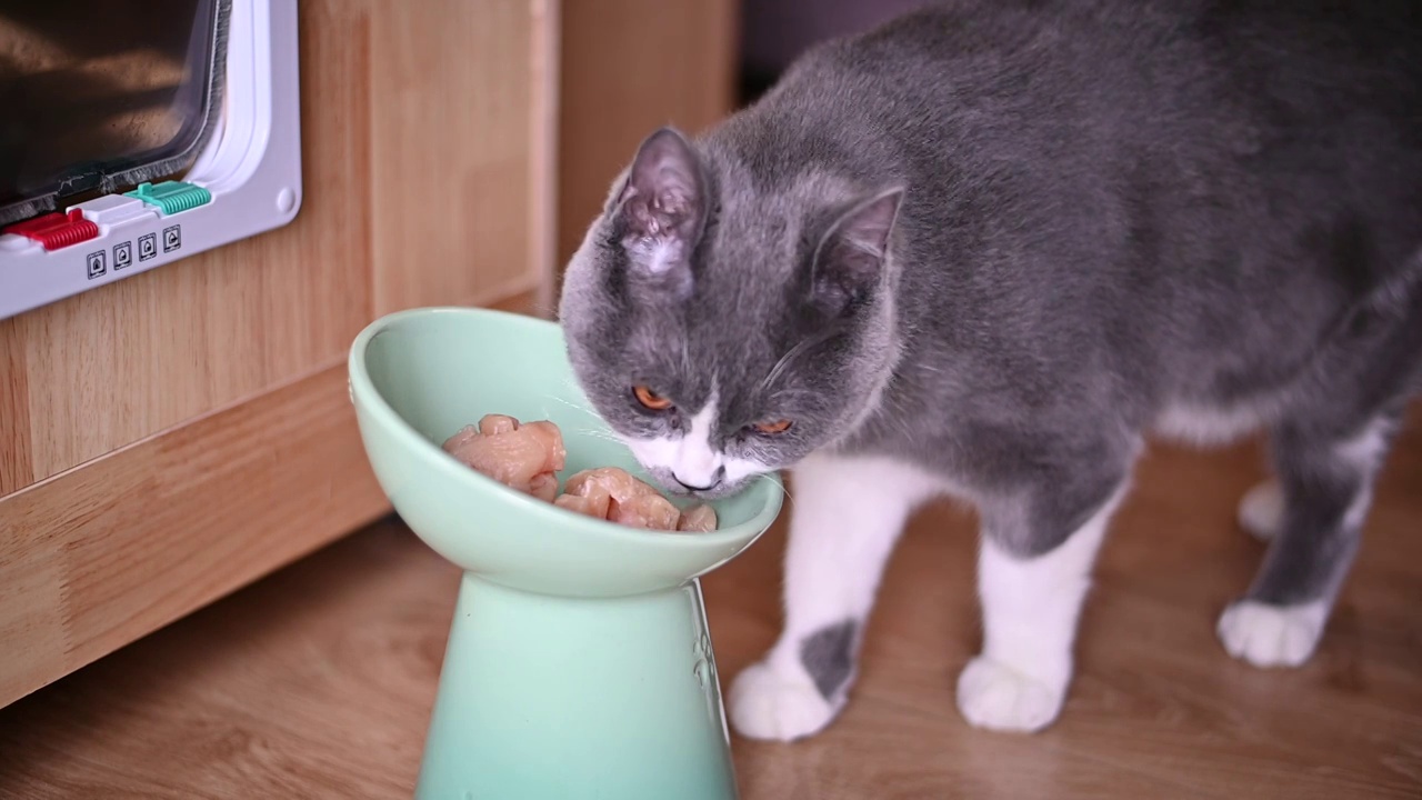 猫咪走向食物并食用视频下载