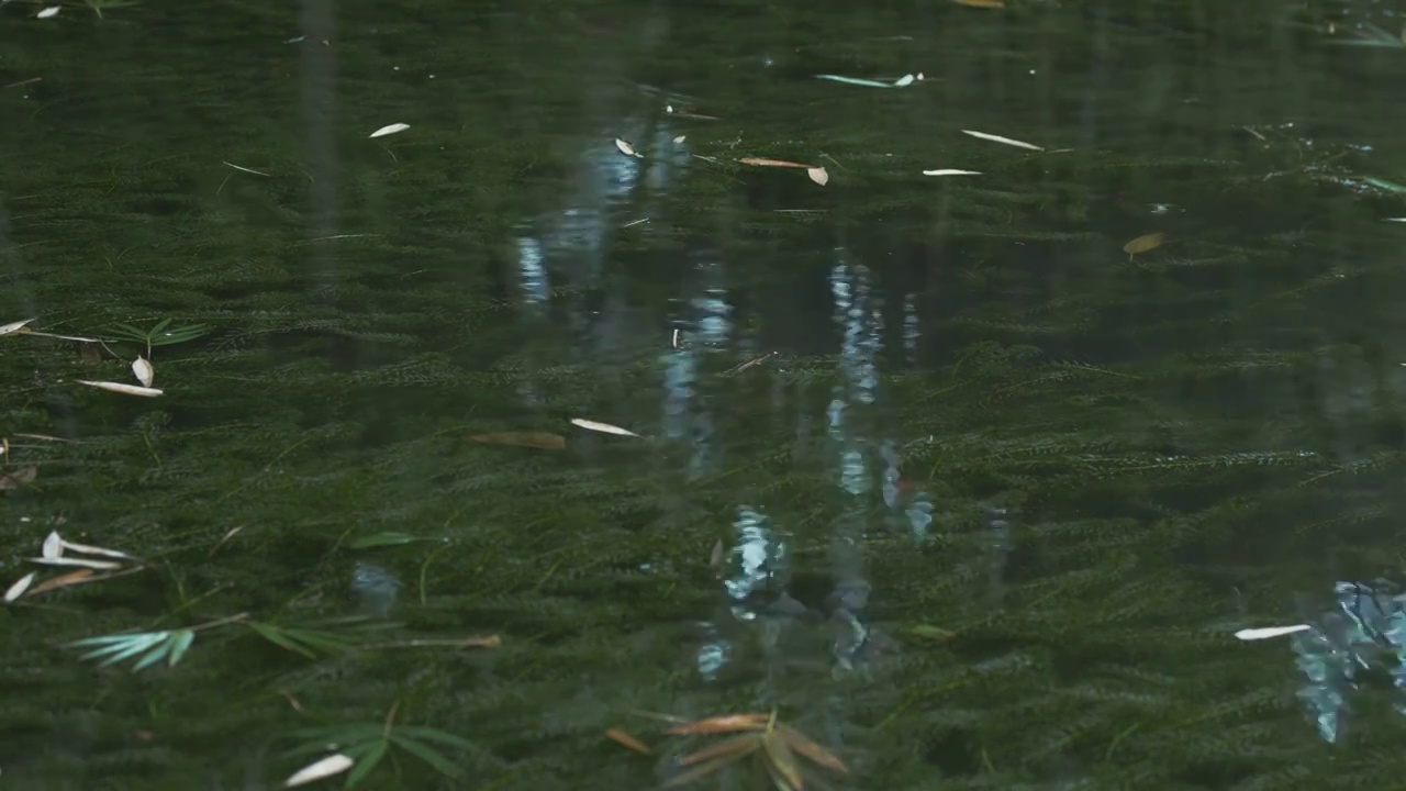 唯美春雨下雨雨天空镜头视频素材