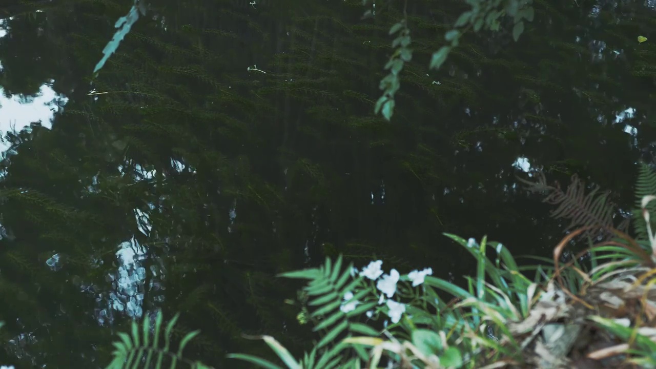 唯美春雨下雨雨天空镜头视频素材