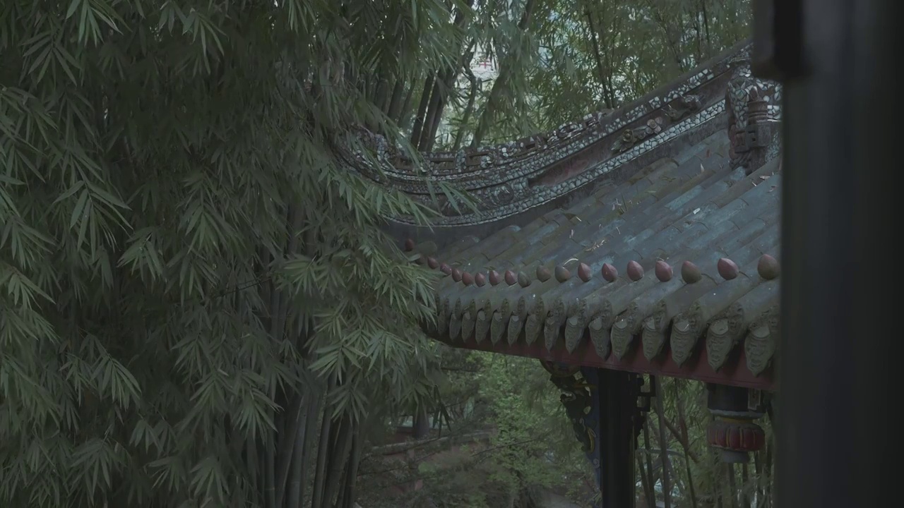 下雨天大风的竹林自然风光视频下载