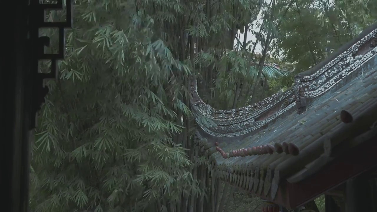 下雨天大风的竹林自然风光视频素材