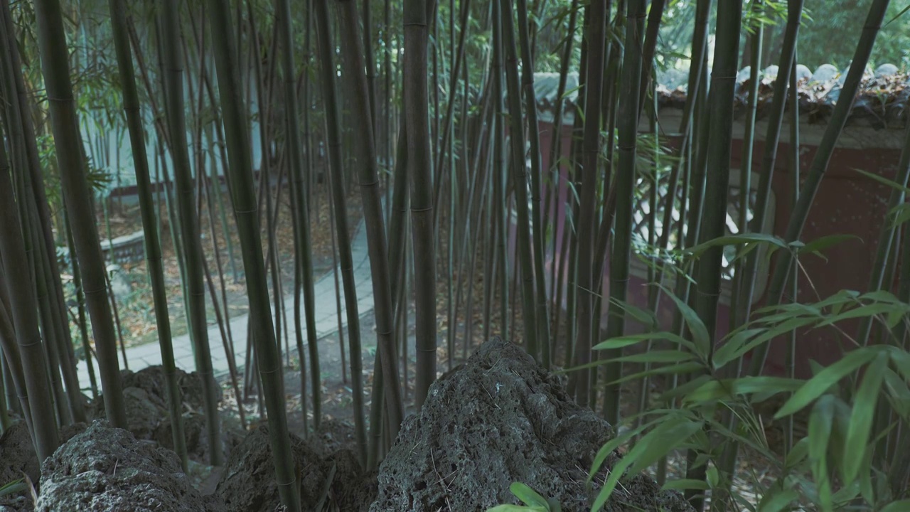 下雨天大风的竹林自然风光视频下载