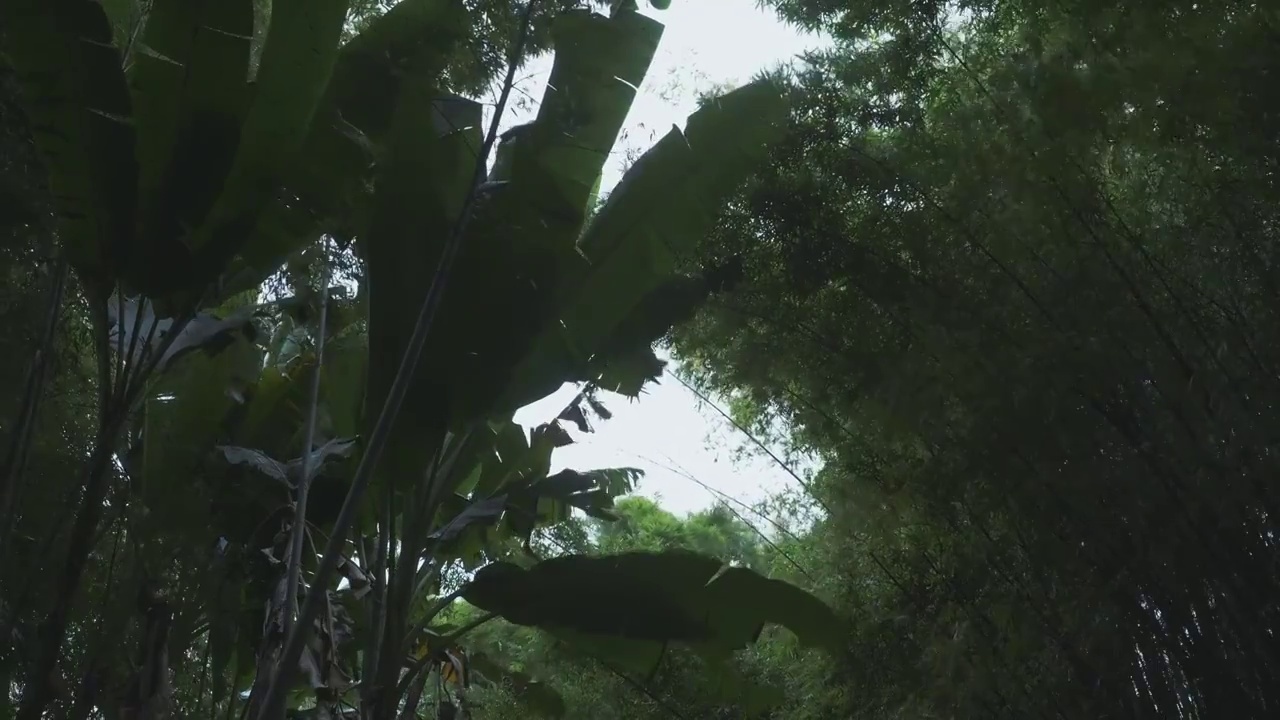 下雨天大风的竹林自然风光视频下载