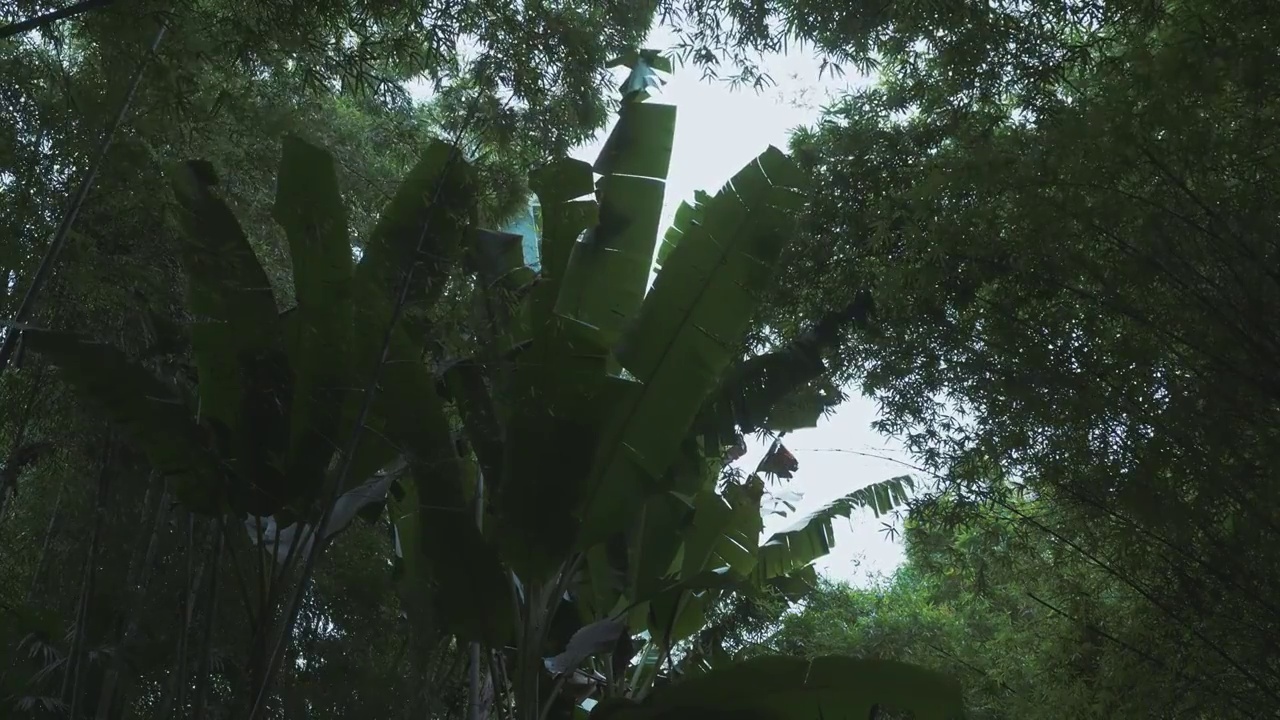 下雨天大风的竹林自然风光视频下载