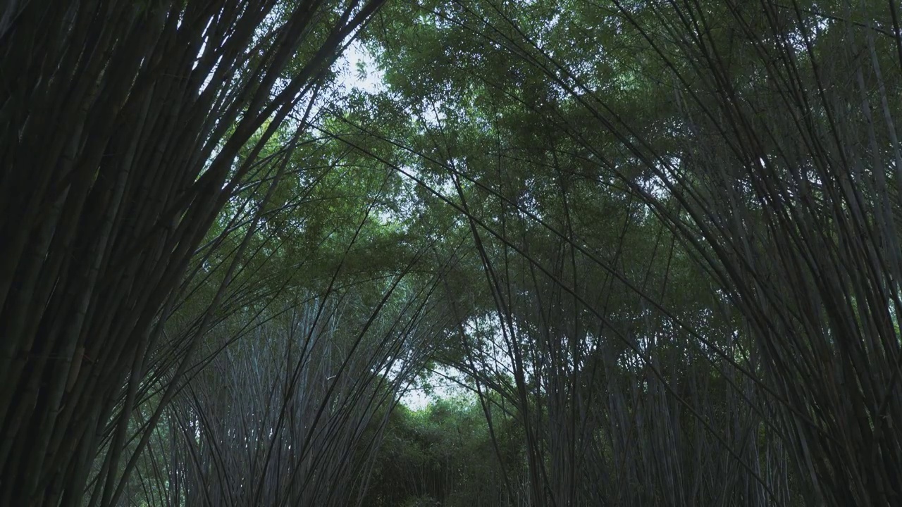 下雨天大风的竹林自然风光视频下载