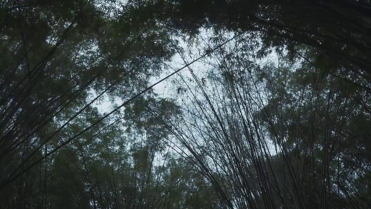 下雨天大风的竹林自然风光视频素材