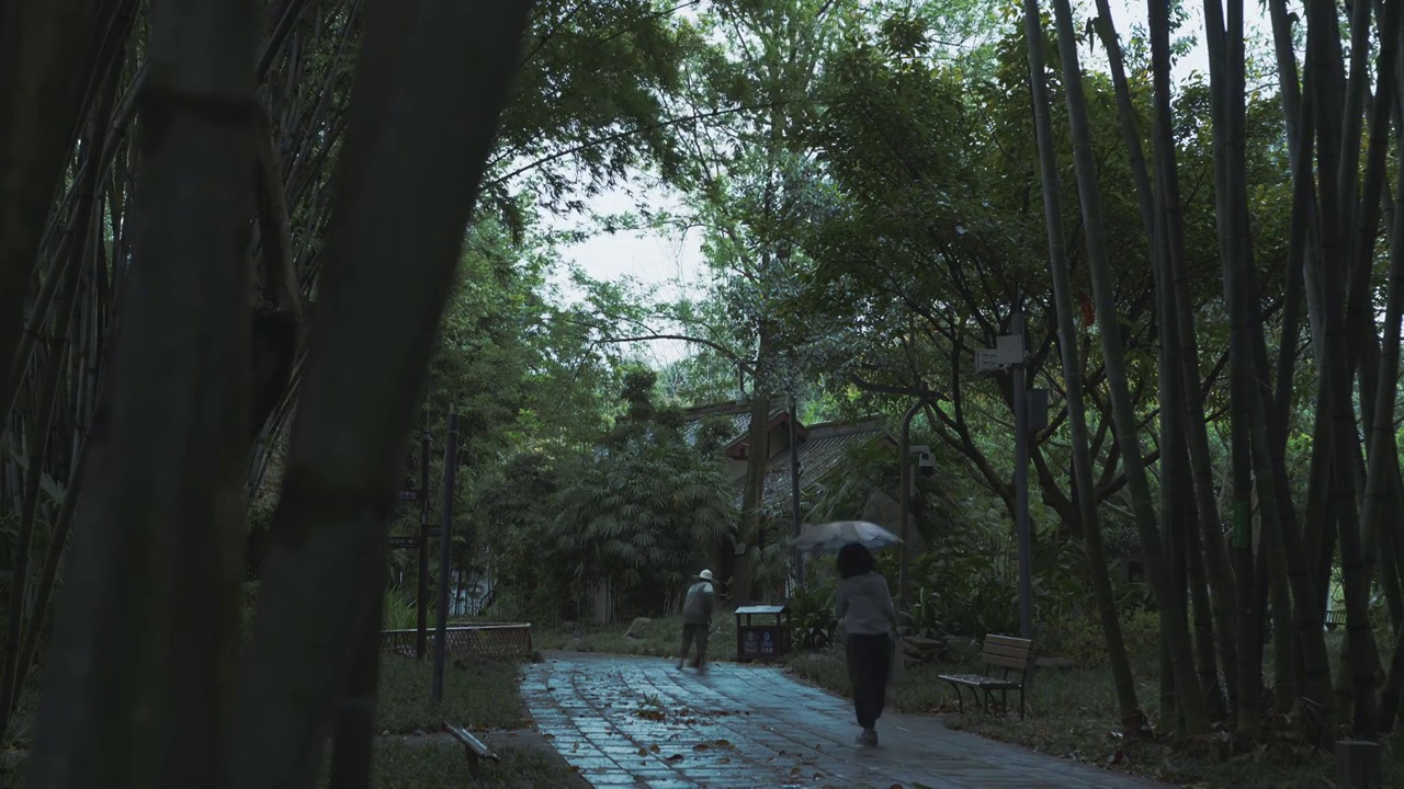 下雨天大风的竹林自然风光视频素材