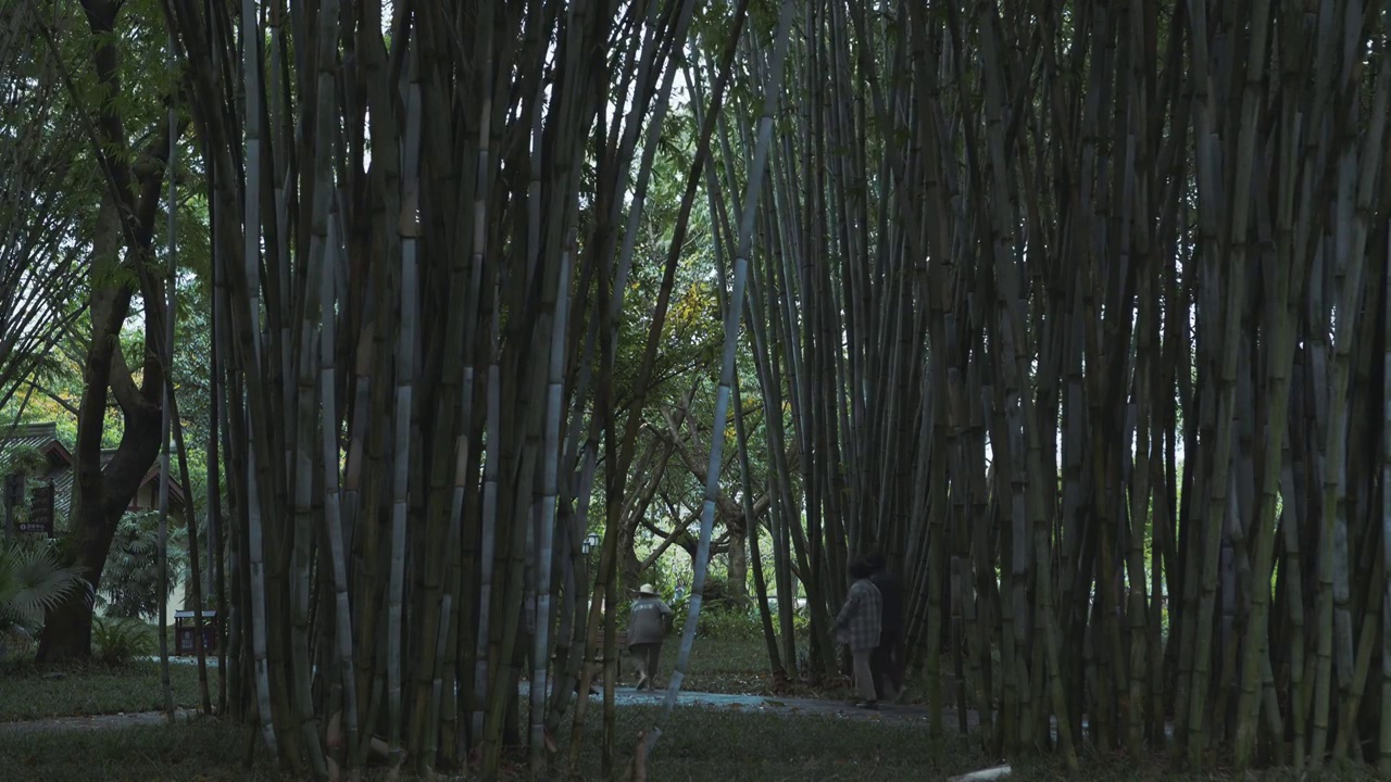 下雨天大风的竹林自然风光视频素材