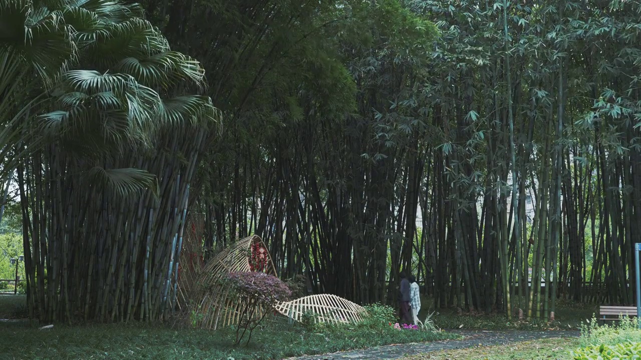 下雨天大风的竹林自然风光视频素材