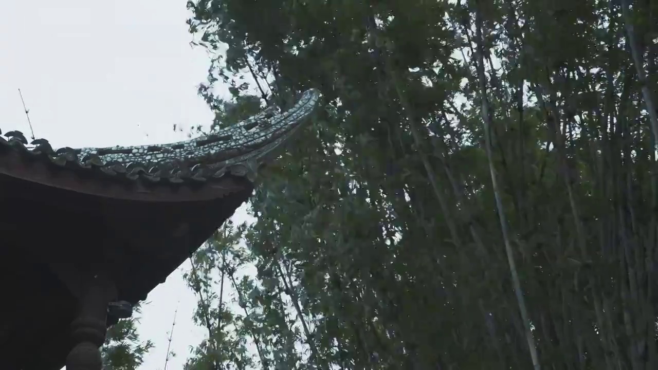 下雨天大风的竹林自然风光视频下载