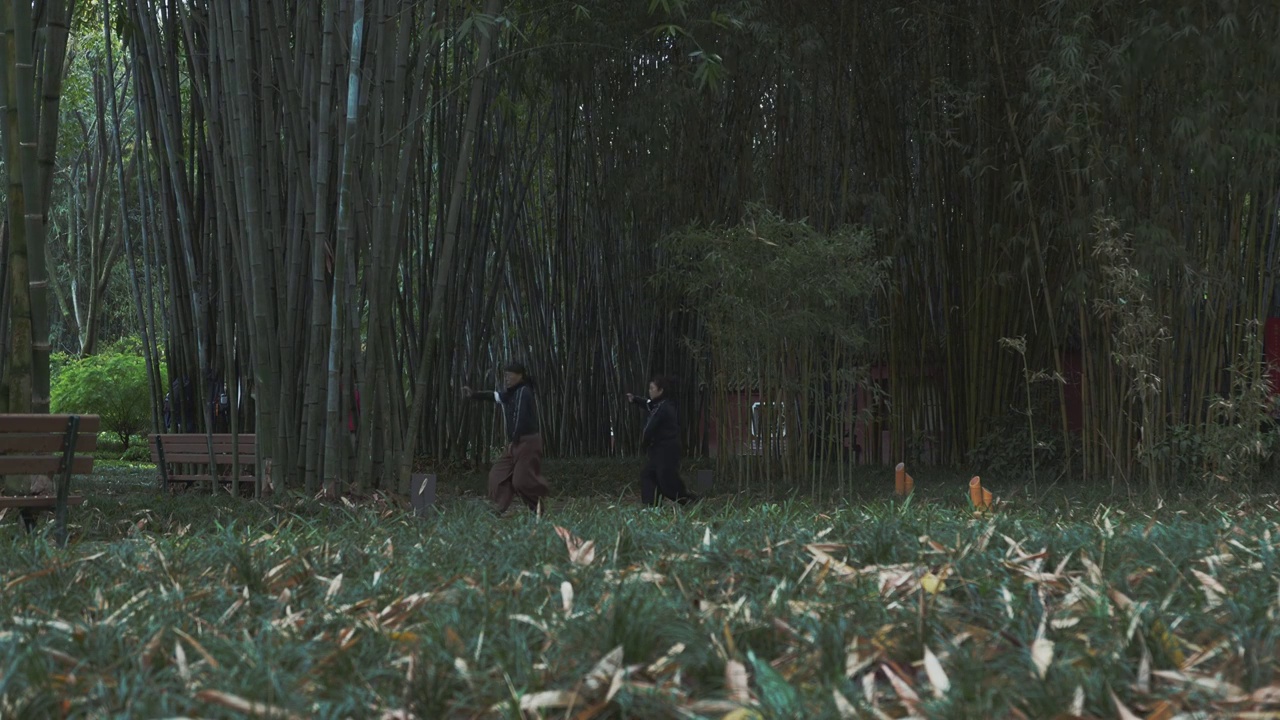 下雨天大风的竹林自然风光视频下载