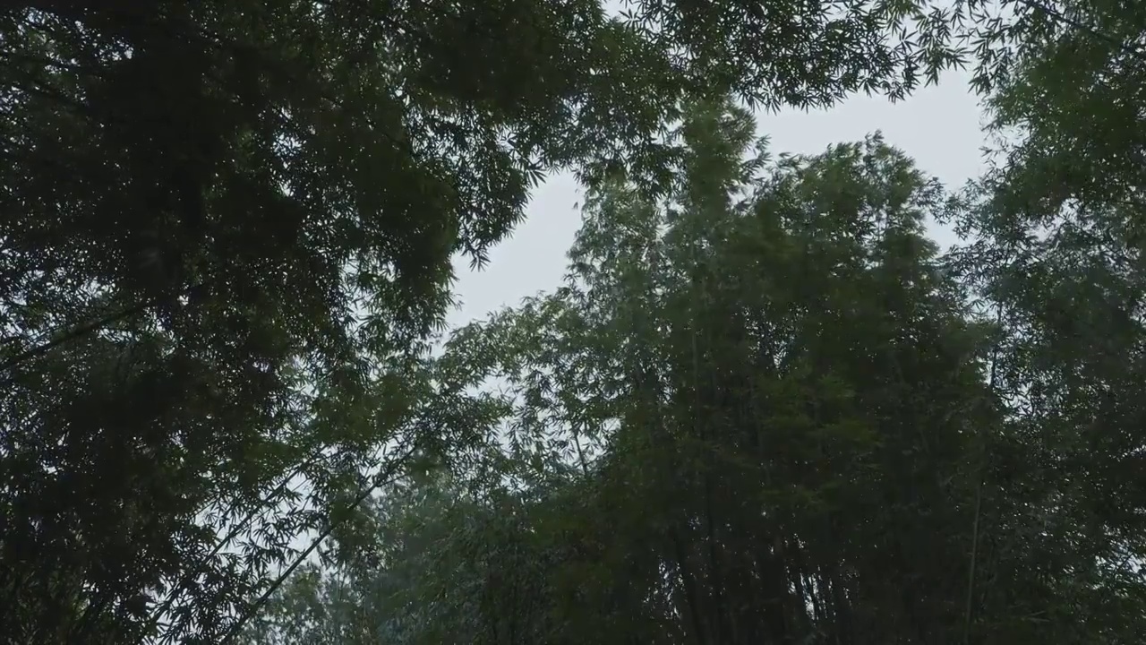 下雨天大风的竹林自然风光视频素材