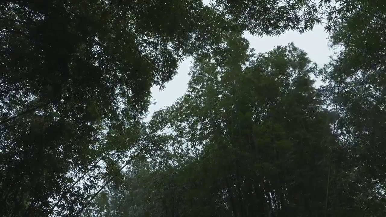 下雨天大风的竹林自然风光视频下载